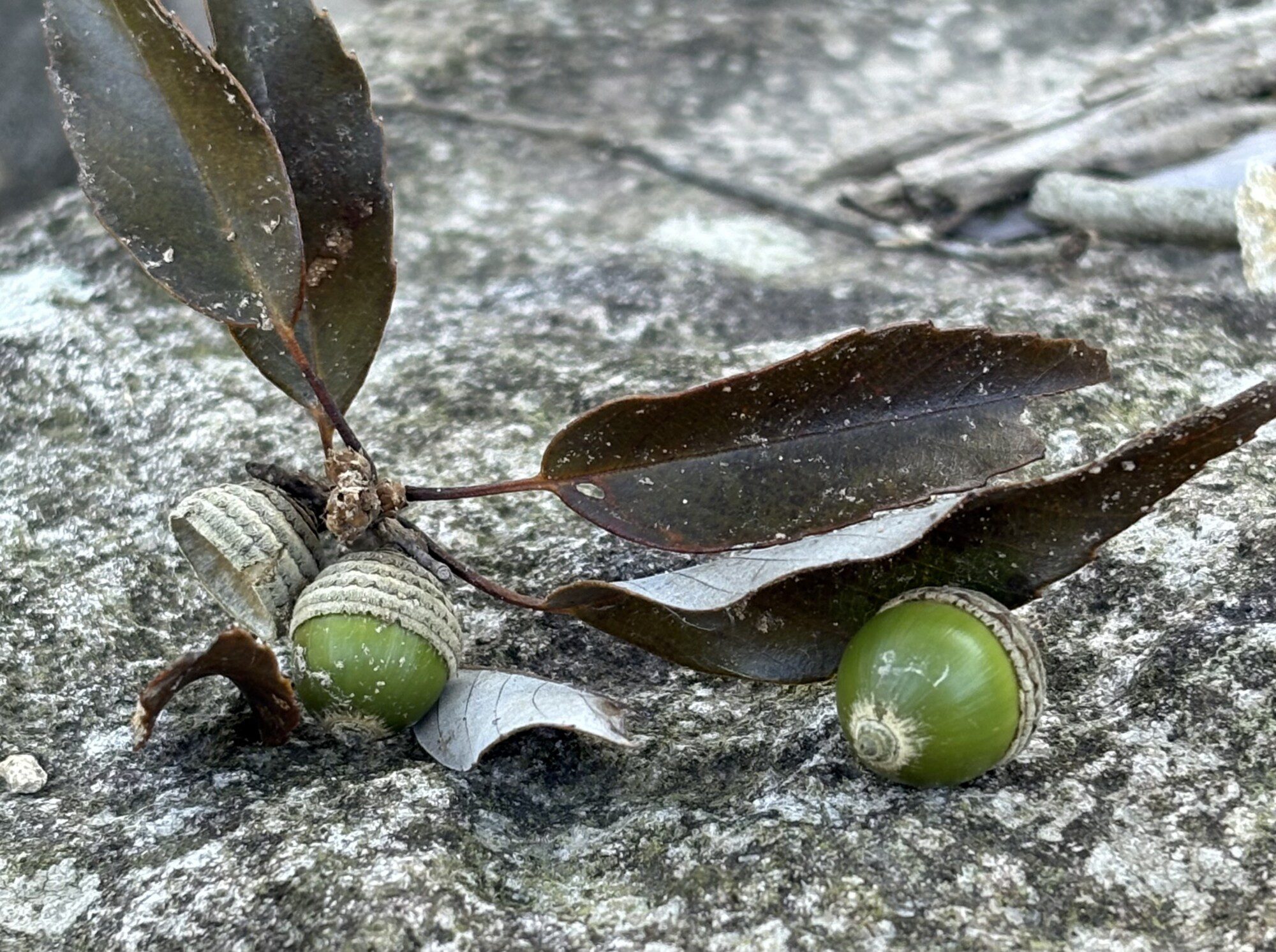 どんぐりの森 大人の自然観察 開催します - 川棚 大崎 瑠璃の水辺